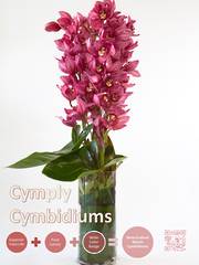 Poster Cym Red Beauty